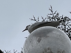Chroicocephalus ridibundus