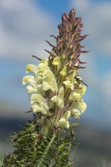 Pedicularis comosa