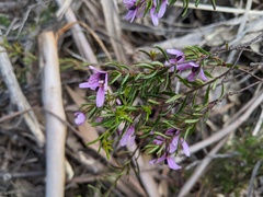 Tetratheca pilosa