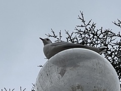 Chroicocephalus ridibundus