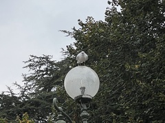 Chroicocephalus ridibundus