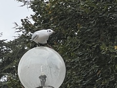 Chroicocephalus ridibundus