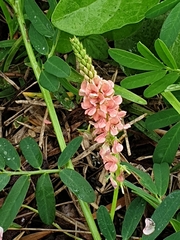 Indigofera hendecaphylla