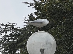 Chroicocephalus ridibundus