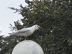 Chroicocephalus ridibundus