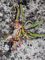 Euphorbia tuberosa