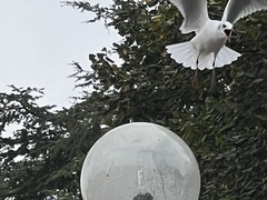 Chroicocephalus ridibundus