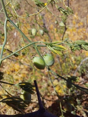 Asparagus declinatus