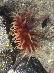 Anemonia sargassensis