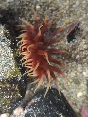 Anemonia sargassensis