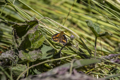 Taractrocera papyria