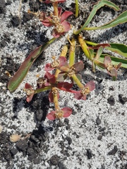 Euphorbia tuberosa