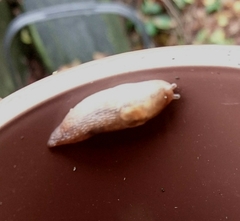 Ambigolimax valentianus