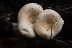 Russula compacta