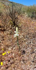 Ornithogalum