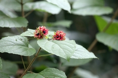 Clerodendrum canescens