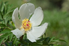 Paeonia clusii