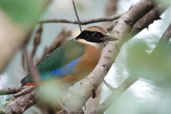 Pitta moluccensis