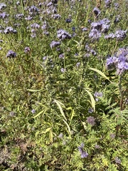 Cannabis sativa spontanea