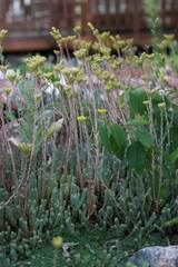 Petrosedum