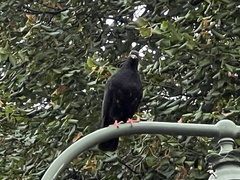 Columba livia domestica