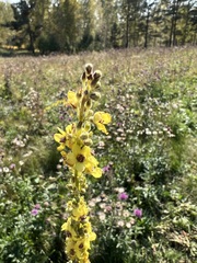 Verbascum nigrum