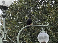Columba livia domestica