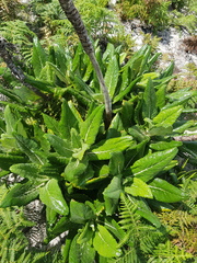 Hermas villosa