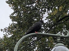Columba livia domestica