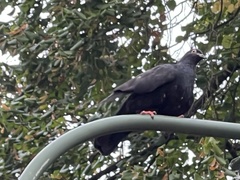 Columba livia domestica