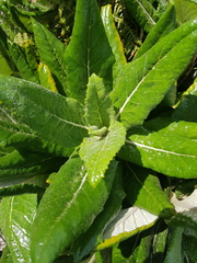 Hermas villosa