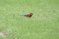 Platycercus eximius eximius