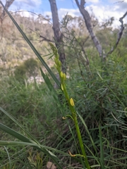 Bulbine bulbosa