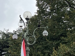 Columba livia domestica