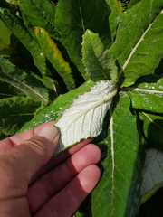 Hermas villosa