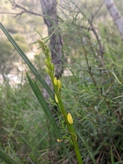 Bulbine bulbosa