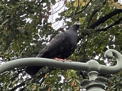 Columba livia domestica