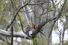 Platycercus eximius eximius