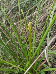 Bulbine bulbosa