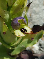 Disa cornuta