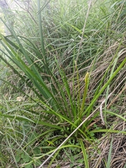 Bulbine bulbosa