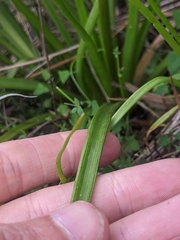 Bulbine bulbosa