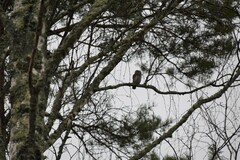 Glaucidium passerinum