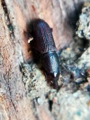 Cossoninae