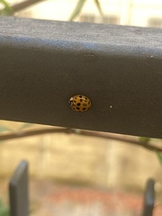 Harmonia axyridis