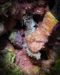 Coscinasterias tenuispina
