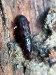 Cossoninae