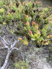 Leucadendron modestum