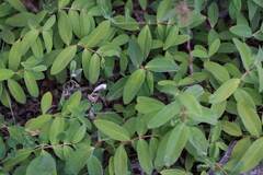 Hypericum calycinum