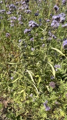 Cannabis sativa spontanea